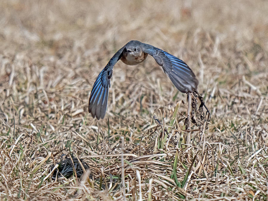 Eastern Bluebird 2 Photograph by Butch Lombardi