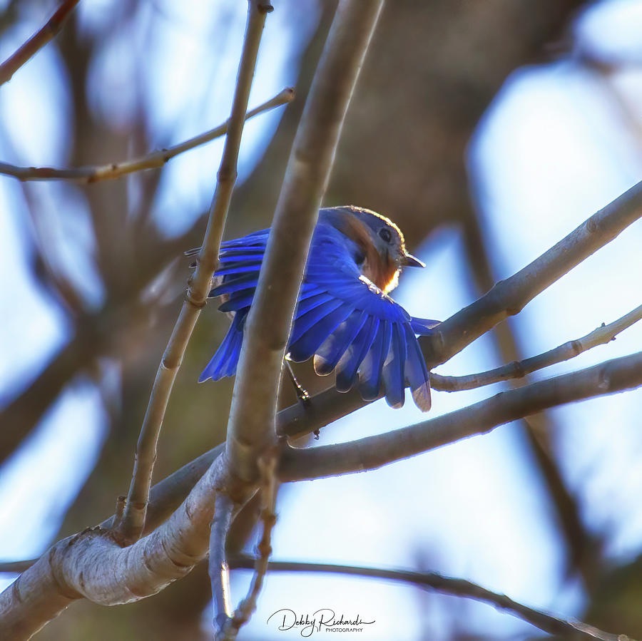 Eastern Bluebird 2 Photograph