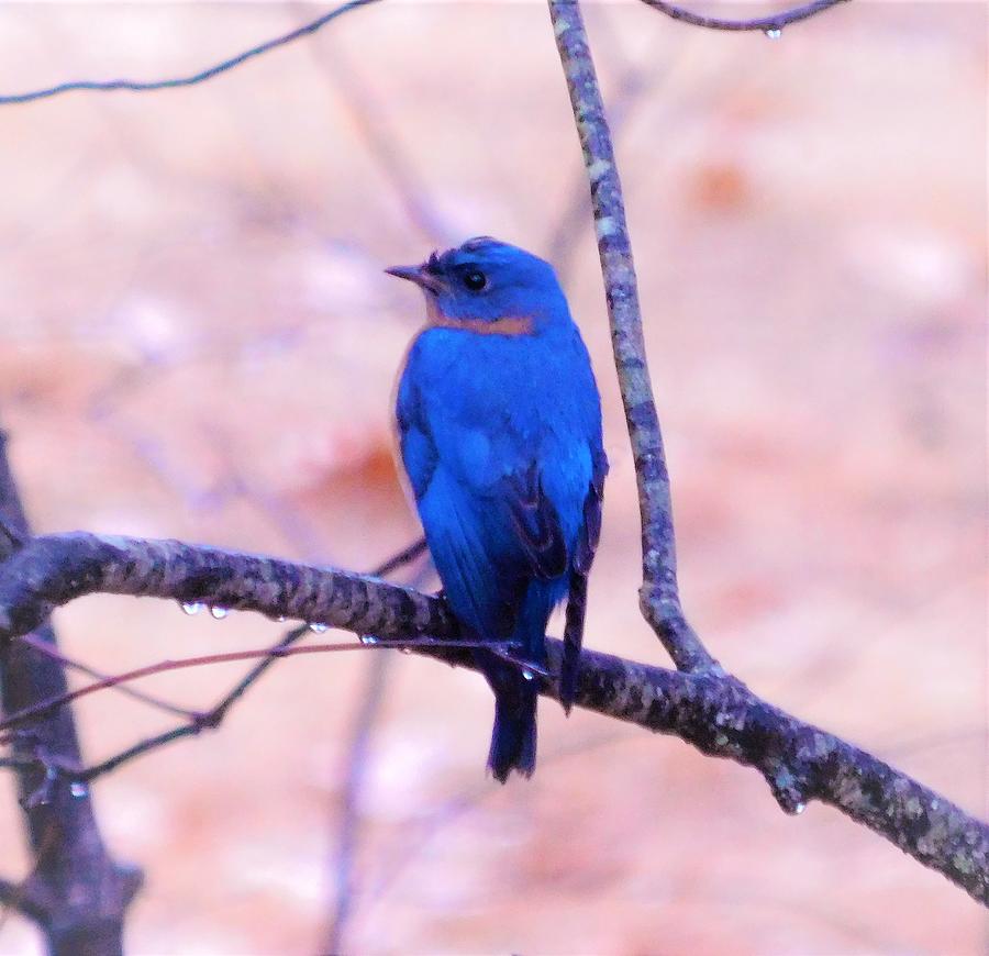 - Eastern Bluebird 2 Photograph by THERESA Nye