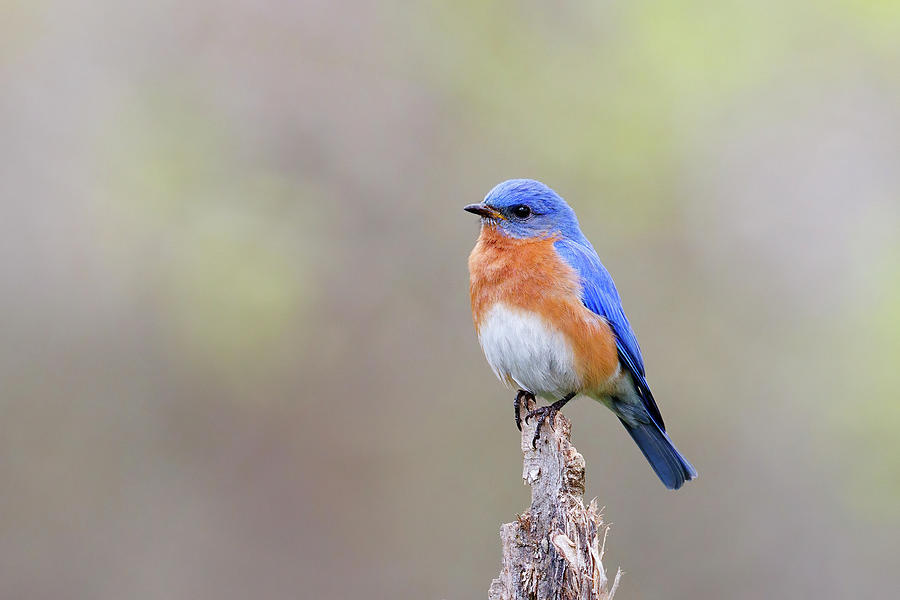 Eastern Bluebird - 2023011502 Photograph by Mike Timmons - Pixels