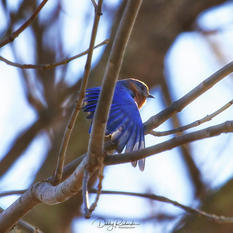 Eastern Bluebird 3 Photograph by Debby Richards