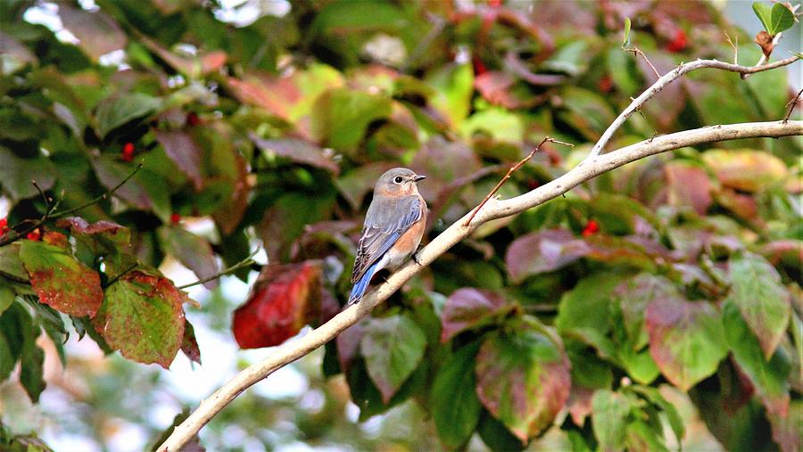 Eastern Bluebird   4540-002 Photograph by Travis Truelove