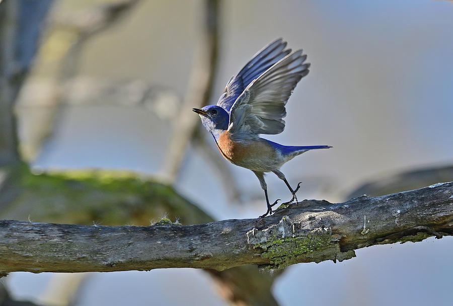 Eastern Bluebird aka Sialia sialis Flying Free Photograph by Amazing Action Photo Video
