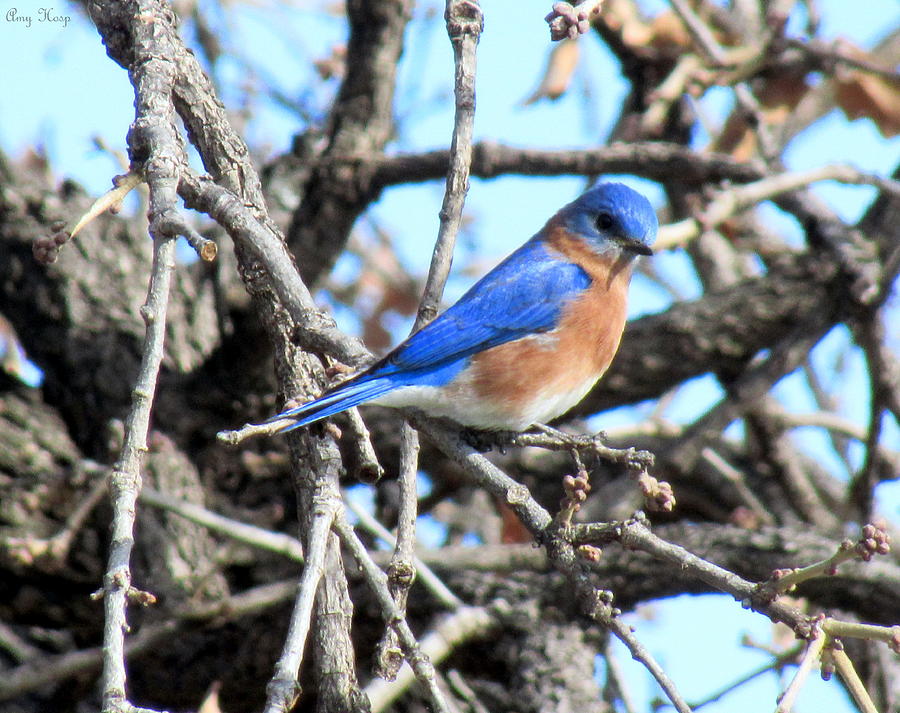 Eastern Bluebird  Photograph by Amy Hosp