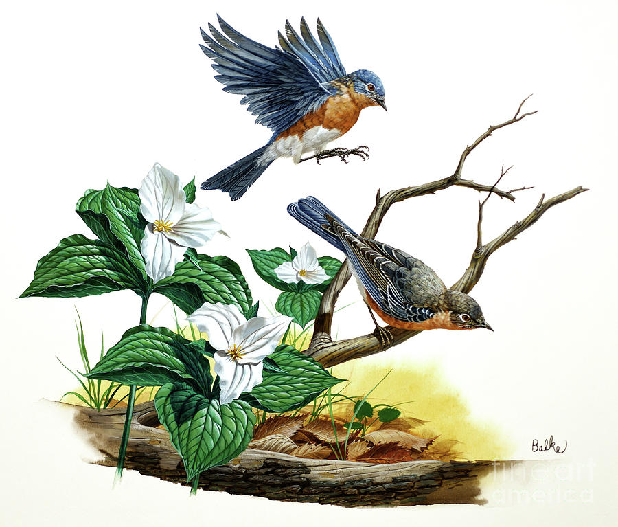 Eastern Bluebird and Trillium Painting by Don Balke