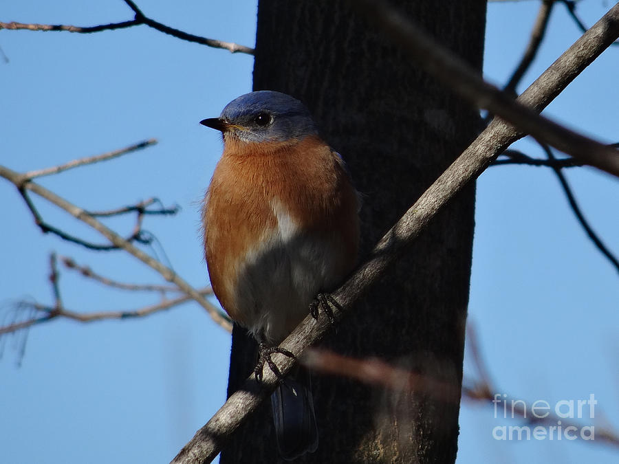 Eastern Bluebird at Traditions Photograph by Christopher Plummer
