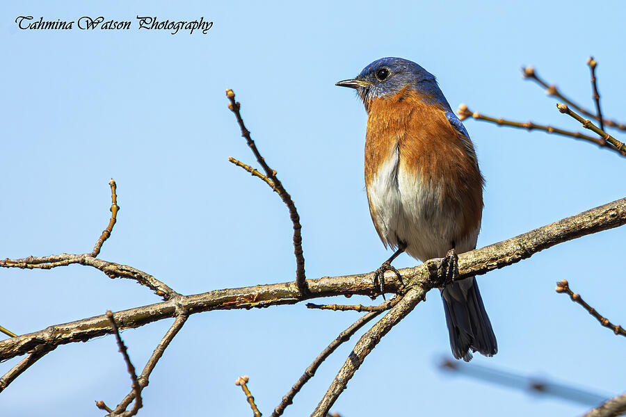 Eastern Bluebird Beauty Photograph by Tahmina Watson