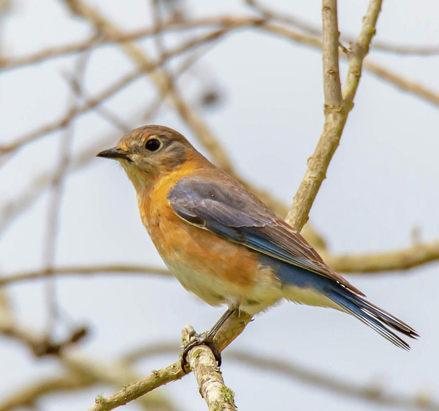 eastern-bluebird-birds-pyrography-by-shubhjeet-kaur-pixels