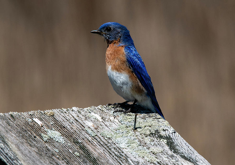Eastern Bluebird Photograph by Cathy Kovarik