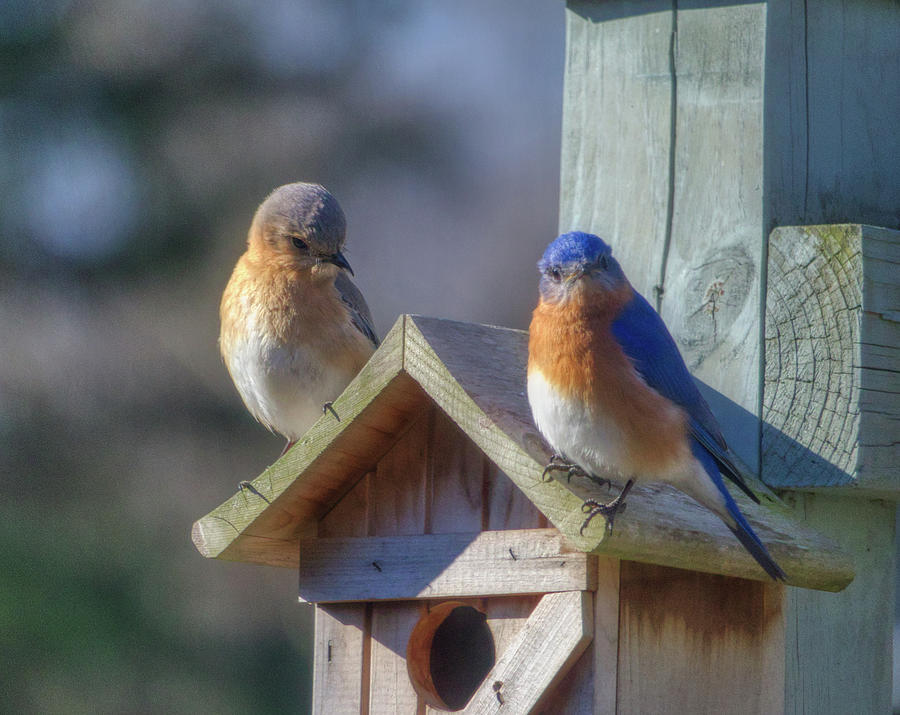 Eastern Bluebird Couple Photograph by Steven Sutter