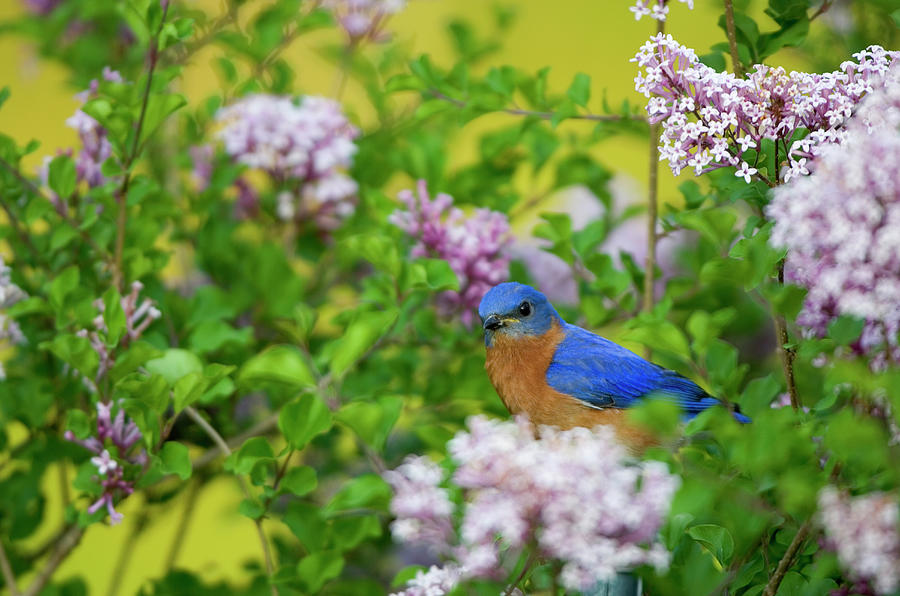 Eastern Bluebird Photograph By Daybreak Imagery - Fine Art America