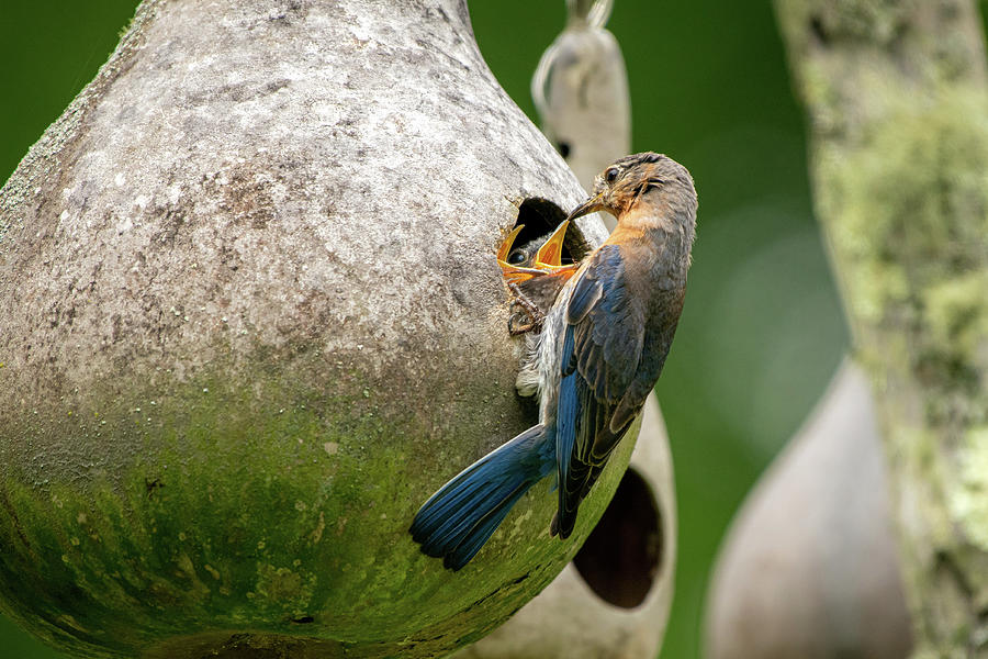 Eastern Bluebird Fledglings Fed by Mama Photograph by Robert J Wagner