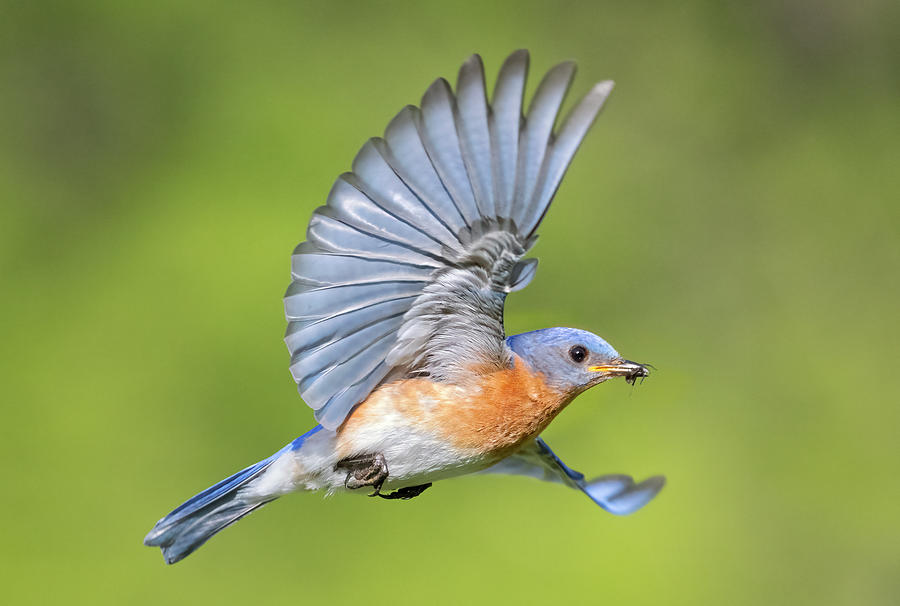 Eastern Bluebird Flying Photograph by Susan Candelario