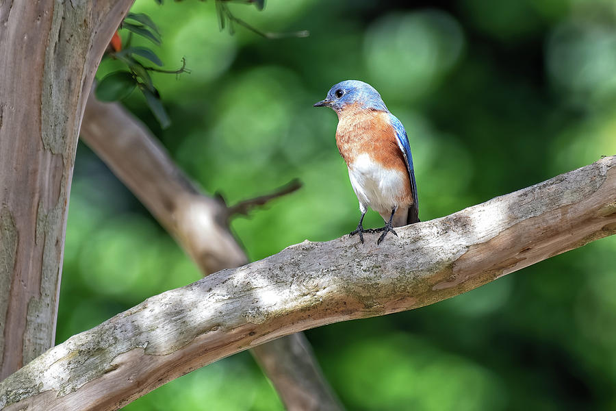 Eastern Bluebird  Photograph by Fon Denton