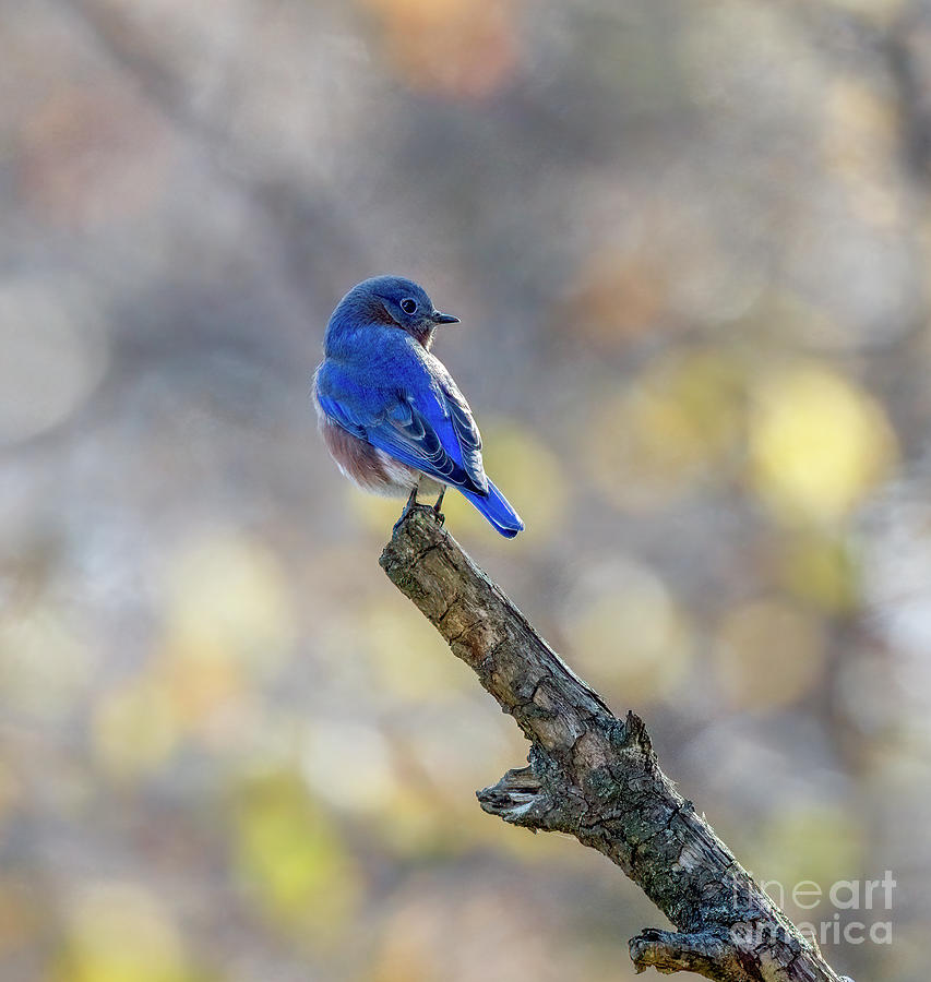 Eastern Bluebird in a Ray of Sunshine Photograph by Sandra Rust Eastern Bluebird in a Ray of Sunshine Photograph by Sandra Rust