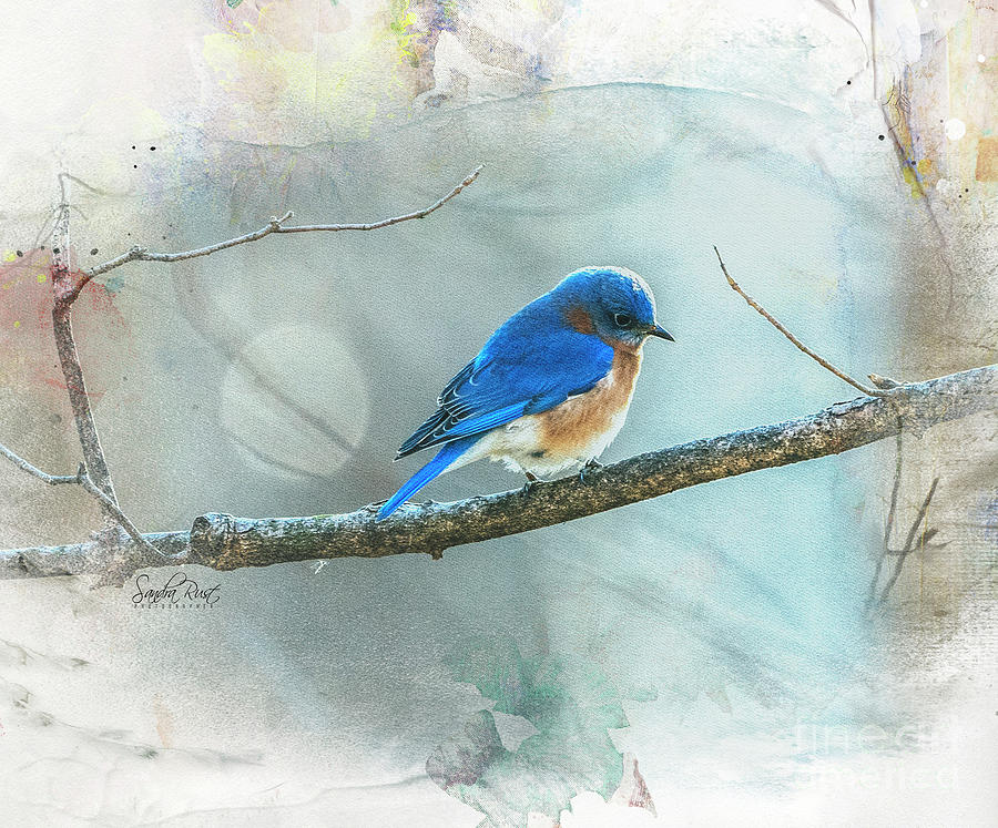 Eastern Bluebird Photograph Styled in Botanical Photograph by Sandra Rust