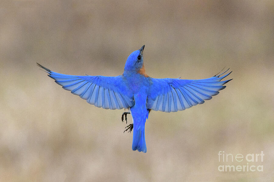 Bluebird Photograph - Eastern Bluebird in Flight - D012848 by Daniel Dempster