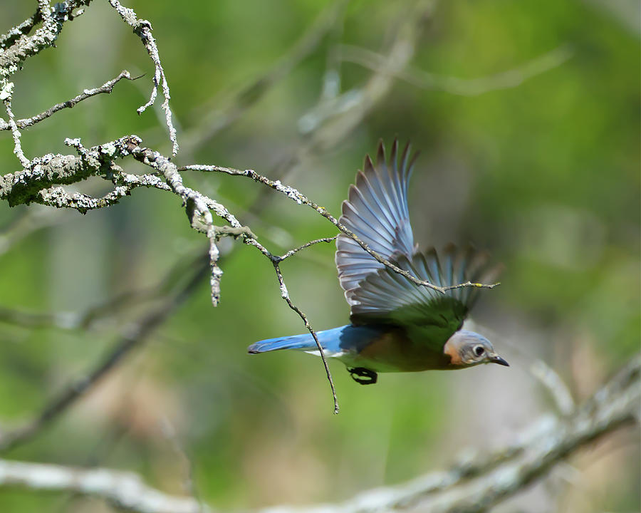 Eastern Bluebird in Flight Photograph by Flinn Hackett