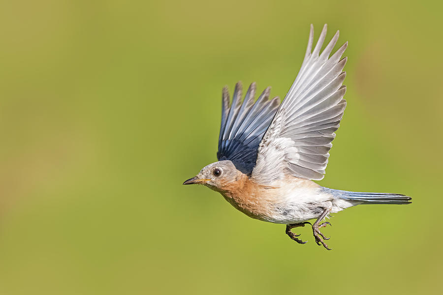 Eastern Bluebird In Flight Photograph by Susan Candelario