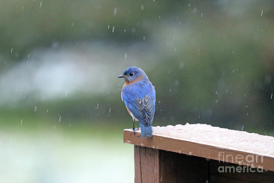 Eastern Bluebird in the Rain 5996 Photograph by Jack Schultz