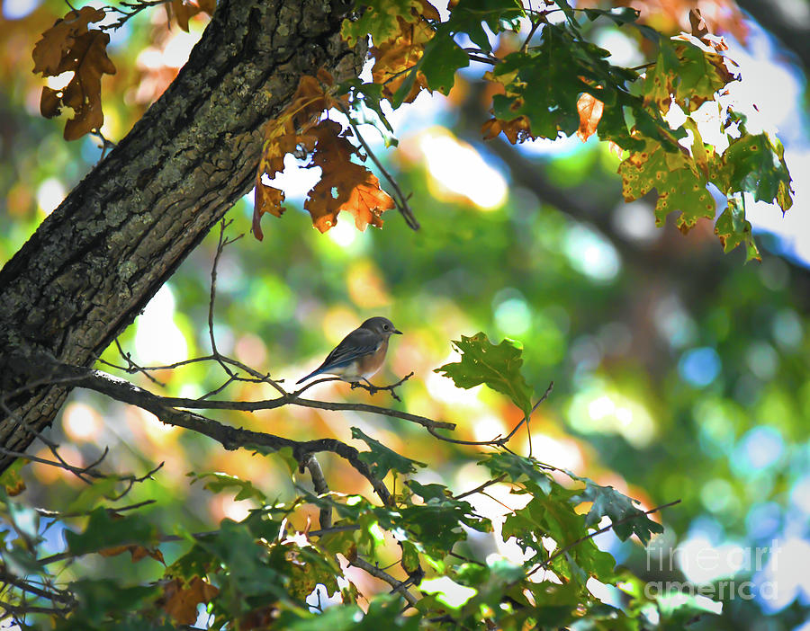 Eastern Bluebird in the Shade of Autumn Photograph by Kerri Farley