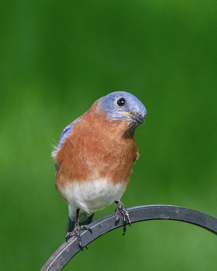 Eastern Bluebird Photograph by John Black