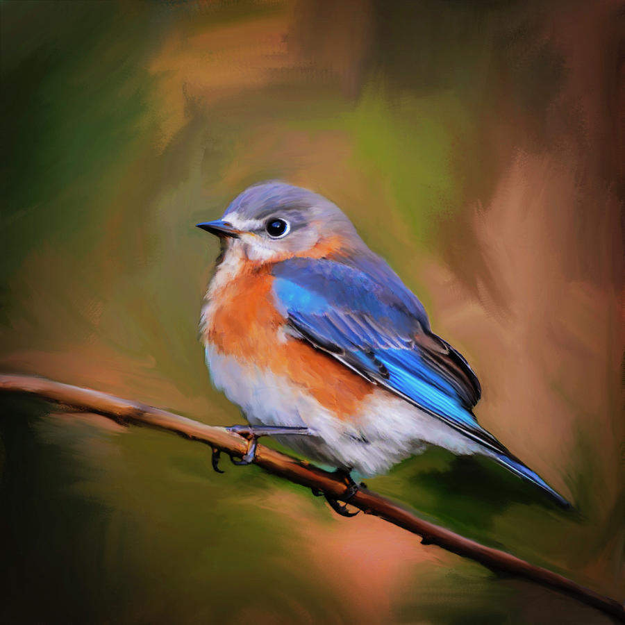 Bluebird Mixed Media - Eastern Bluebird by Kathy Kelly