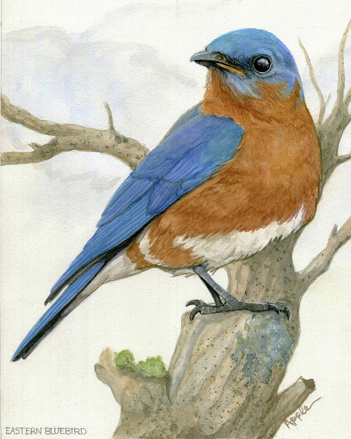 Eastern Bluebird Painting by Linda Apple