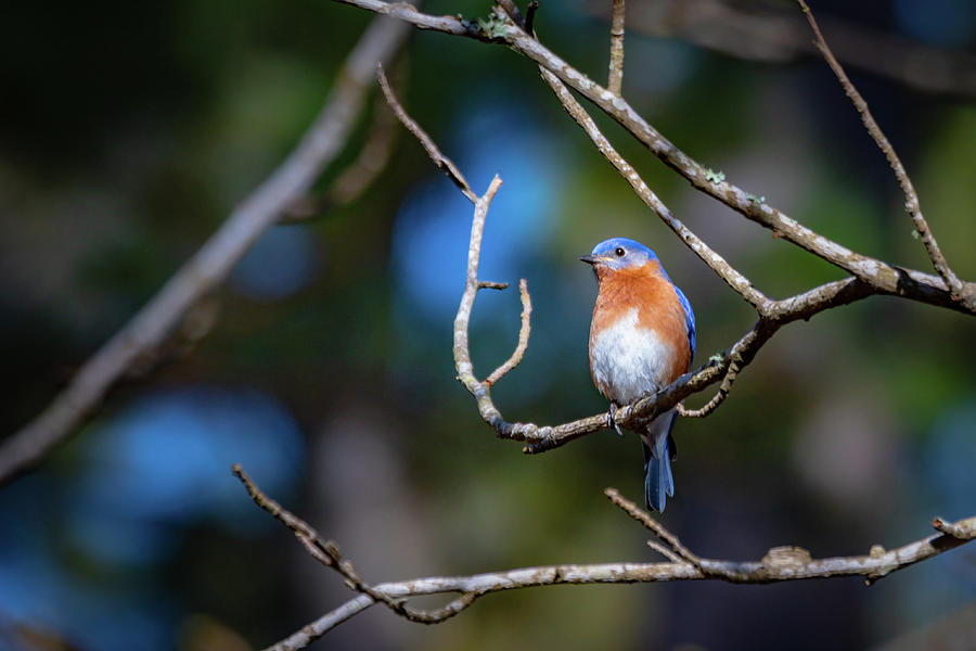 Eastern Bluebird Photograph by Linda Unger