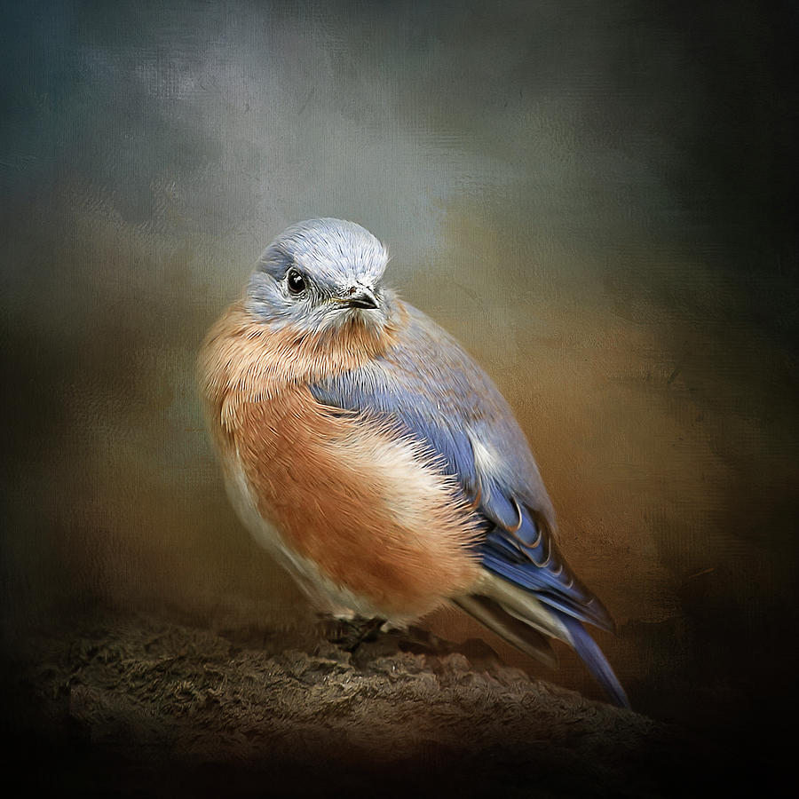 Eastern Bluebird Digital Art by Maggy Pease