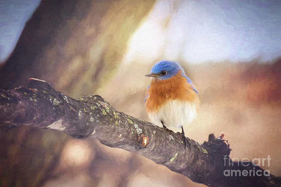Eastern Bluebird Male Photograph by Sharon McConnell