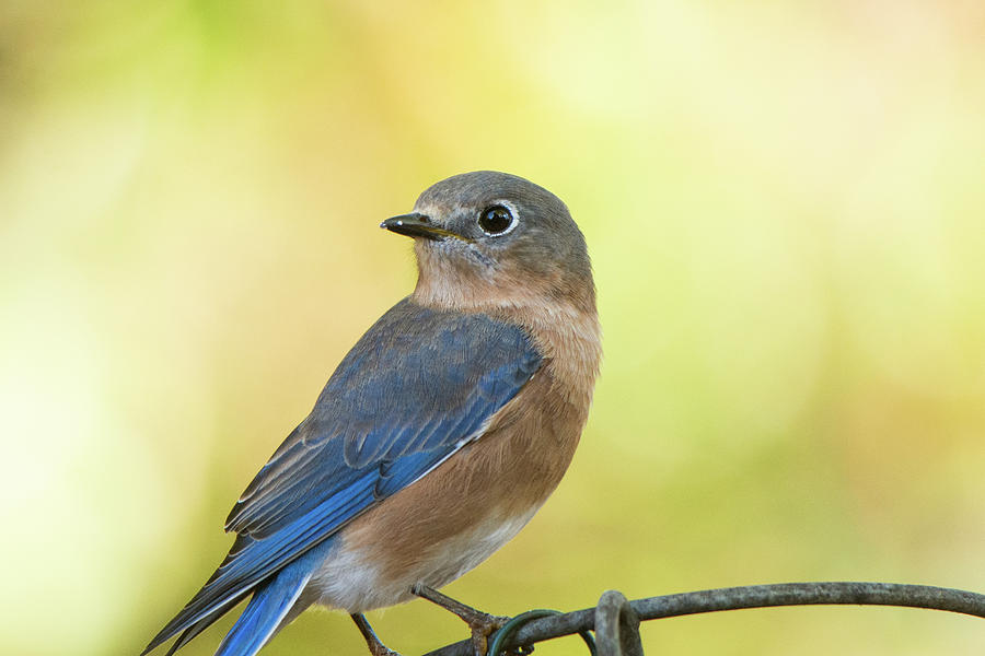 Eastern Bluebird Photograph by Mary Ann Artz
