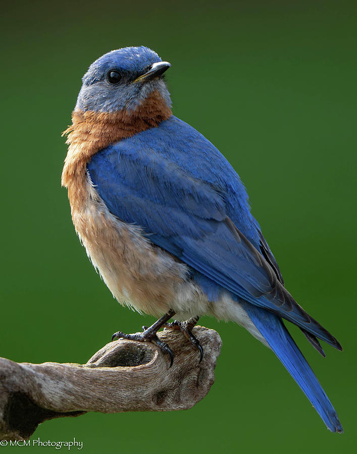 Eastern Bluebird Photograph by Mary Catherine Miguez