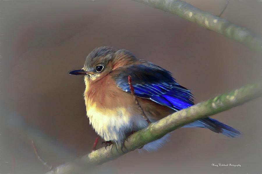Eastern Bluebird Photograph by Mary Walchuck