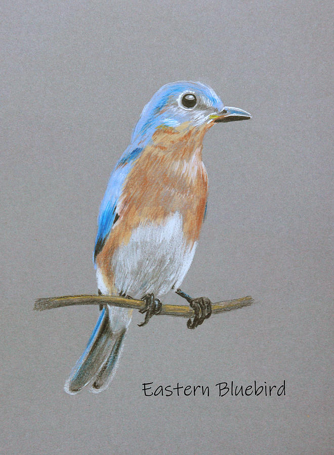 Eastern Bluebird Painting by Masha Batkova
