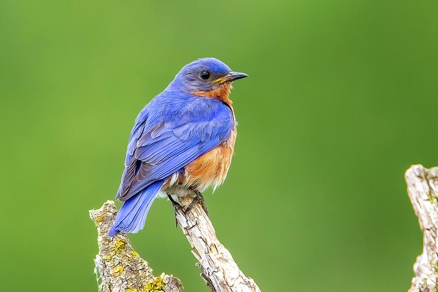 Bird Photograph - Eastern Bluebird, Necedah National Wildlife Refuge by Greg Yahr
