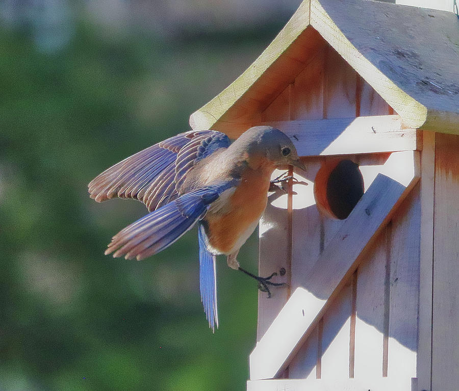 Eastern Bluebird Nesting Box Inspection Photograph by Steven Sutter ...