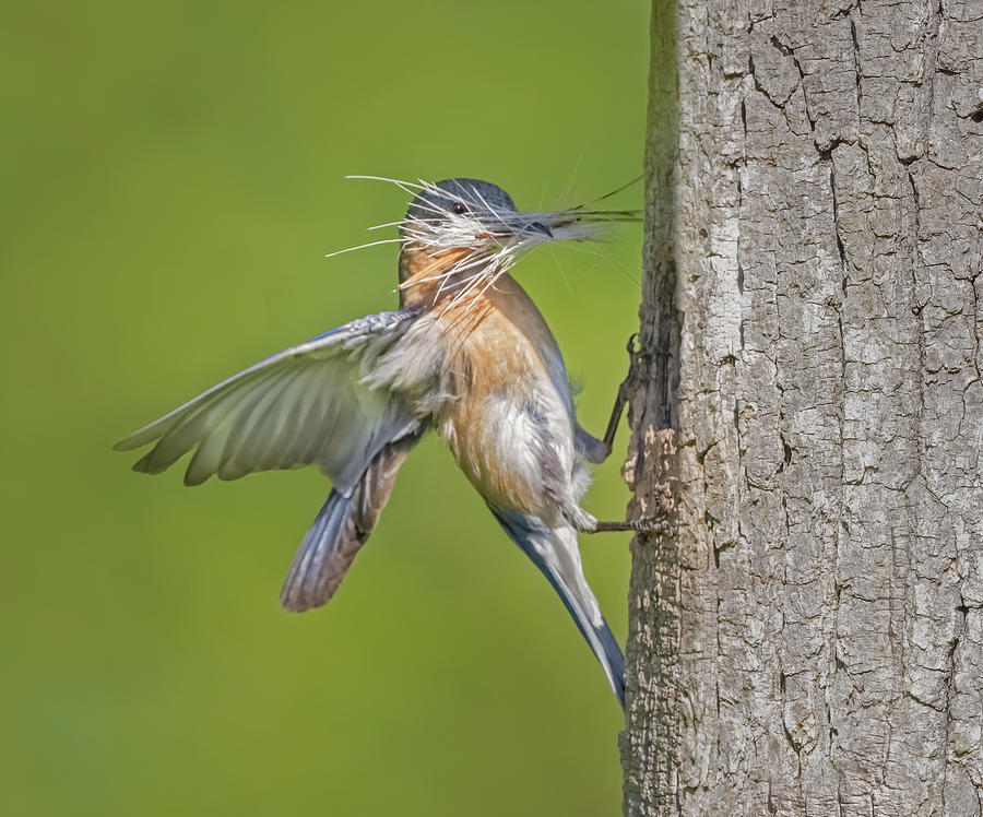 Eastern Bluebird Nesting Photograph by Susan Candelario