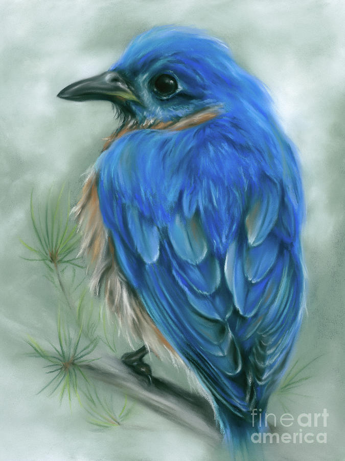 Eastern Bluebird on a Pine Branch Painting by MM Anderson