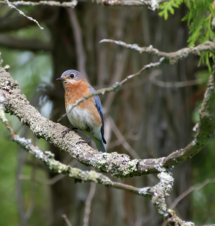 Eastern Bluebird on Branch Photograph by Flinn Hackett
