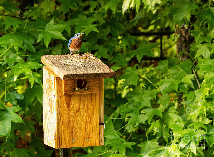 Eastern Bluebird On Nesting Box Photograph by Sandi OReilly