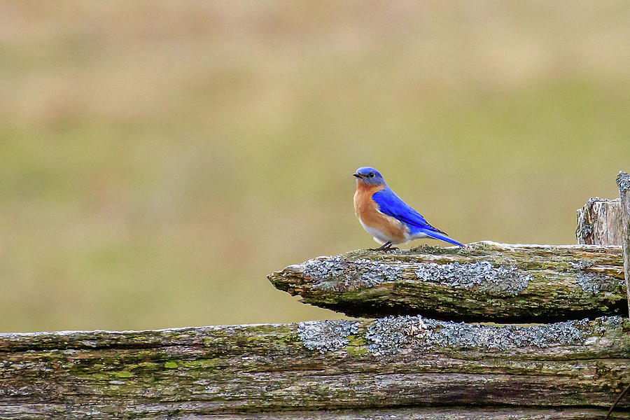 Eastern Bluebird on Split Rail Fence Photograph by Gary Hall