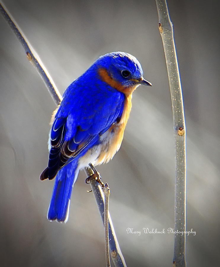 Eastern Bluebird on the Prairie Photograph by Mary Walchuck