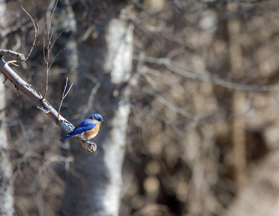 Eastern Bluebird on the Wooded Trail Photograph by Debra Martz
