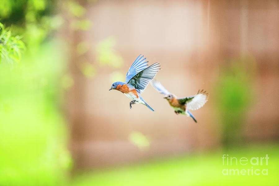 Eastern Bluebird Pair Photograph by Scott Pellegrin