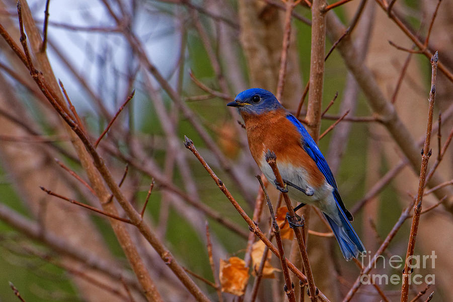 Eastern Bluebird Photograph