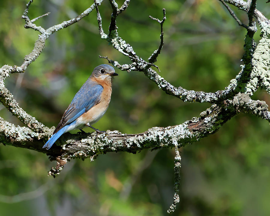 Eastern Bluebird Perched Photograph by Flinn Hackett