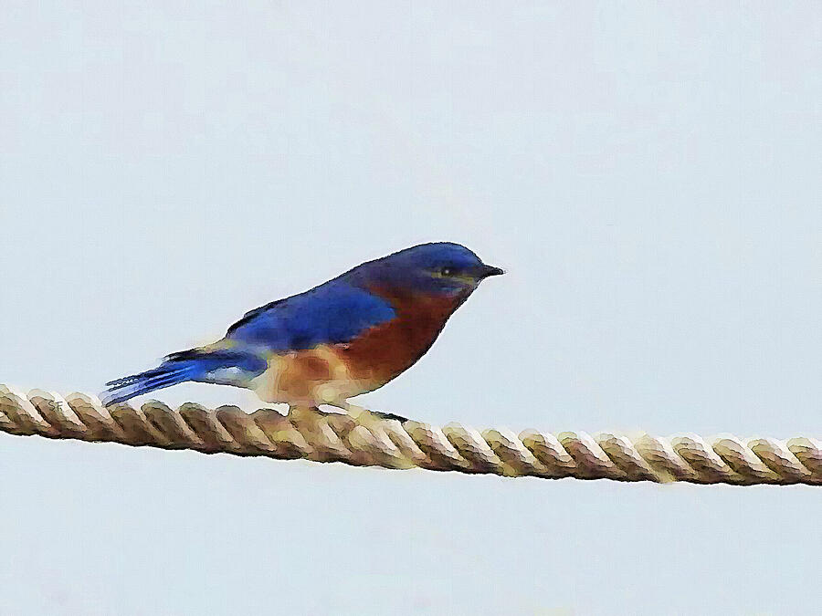 Eastern Bluebird Perched On A Rope-tightrope Walker Digital Art