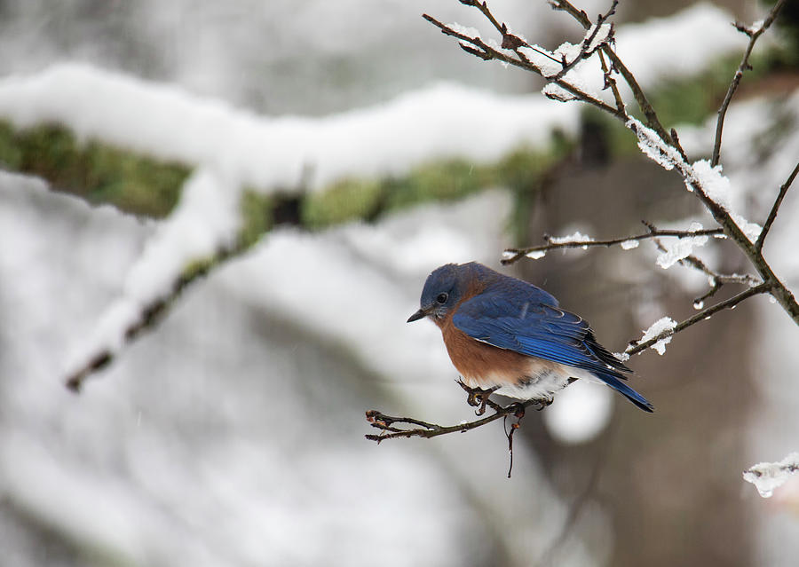Eastern Bluebird Perched on a Snowy Branch Photograph by Charles Floyd