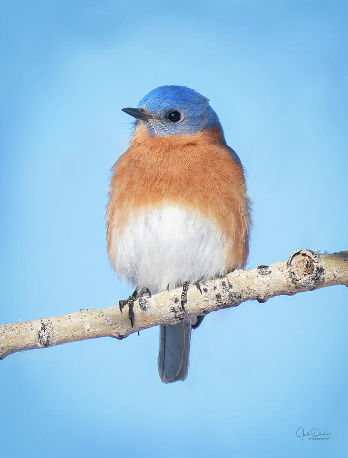 Eastern Bluebird Portrait Photograph by Judi Dressler